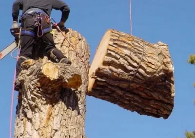 Quality Tree Removal