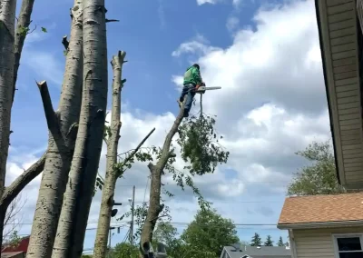 Tree Removal